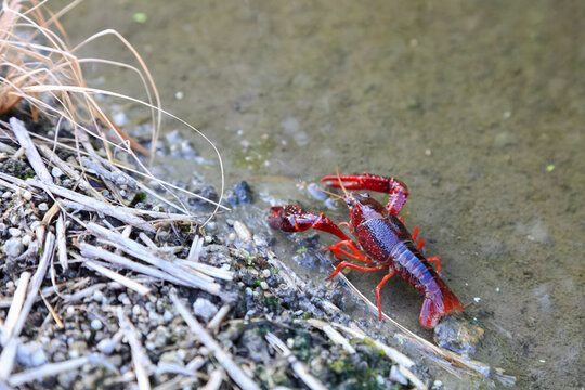 Crayfish Procambarus Clarkii Ghost on nature background
