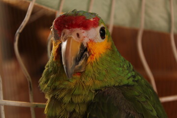 red and yellow macaw