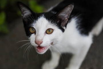 Portrait of black and white Thai cat.