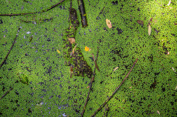 A closeup shot of green duckweed