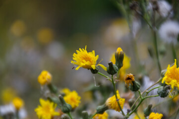 Canola Flower Blooming in a Garden