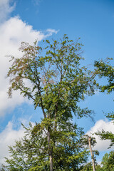The beautiful tall trees gleaming under the blue sky in the park - great for wallpapers
