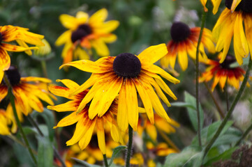 Colourful Black-Eyed Susans Blooming in a Garden