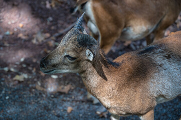 A closeup shot of a goat in a farmland