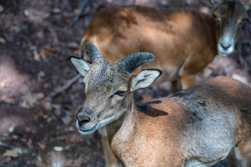 A closeup shot of a goat in a farmland
