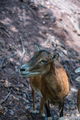 A closeup shot of a goat in a farmland