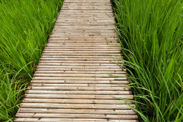 Rice field and wooden walkway background