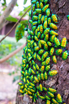 18 Best 集合体恐怖症images Stock Photos Vectors Adobe Stock