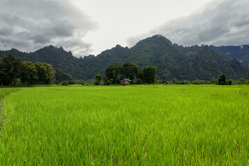 green rice field in the morning