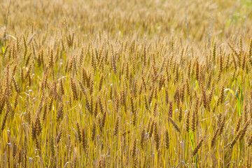 Landscape with a view of the field with ripe wheat