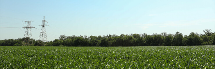 Corn field. Beautiful sunny day. Farming. Agriculture business