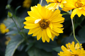 Yellow Flowers in the Garden