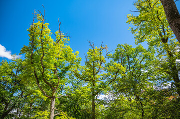 Fototapeta premium The beautiful tall trees gleaming under the blue sky in the park - great for wallpapers