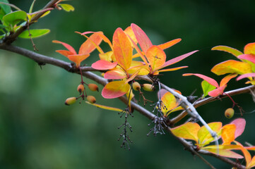 Korean Barberry with Colouful Leaves