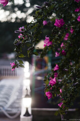 flowers in the city