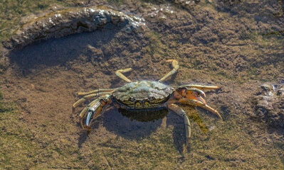 Strandkrabbe (Carcinus maenas) in Abwehrstellung,Nordsee,Wattenmeer Nationalpark,Deutschland