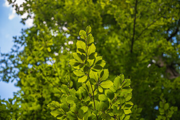 A low angle shot of leaves on a tree in a park