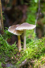 Toadstool mushroom in in moss on a fallen tree. Mushrooms close-up. nature background. forest.