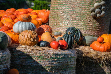 The harvested colorful pumpkins on the grass