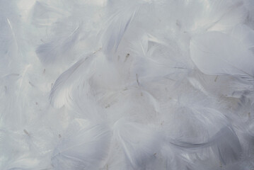 Obraz premium White soft feathers background.