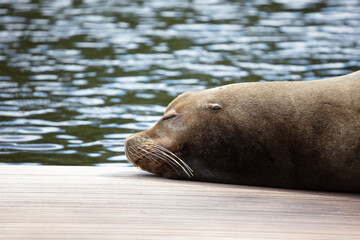 California sealion relaxing