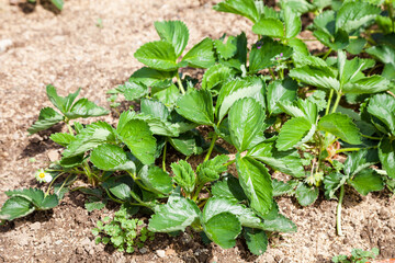 fresh strawberry plants nature background.