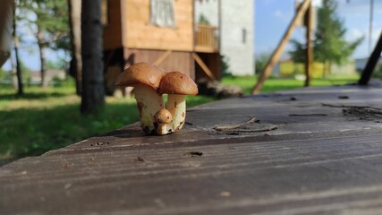 squirrel in the park