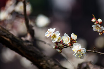 Flowers plum blossoming in spring