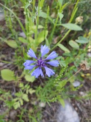 flowers in the garden