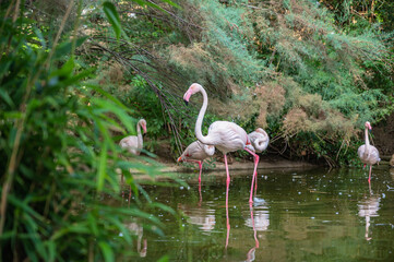 A closeup shot of flamingos in a lake