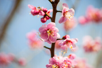 Naklejka na ściany i meble Flowers plum blossoming in spring