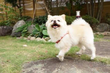 口を開けたポメラニアン