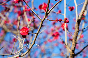 Flowers plum blossoming in spring