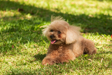 thoroughbred fluffy brown dog for a walk