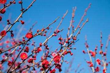 Flowers plum blossoming in spring