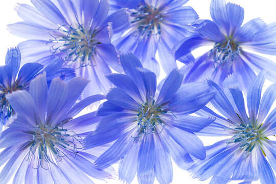 Blue Summer Flowers On White Background