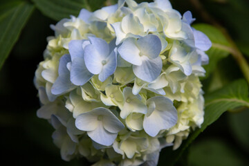 あじさい