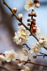 Flowers plum blossoming in motion blur