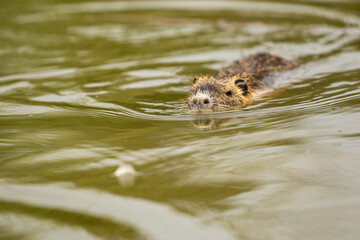 The coypu (Myocastor coypus), large brown rodent swimming in the water, wild scene from nature, Slovakia.