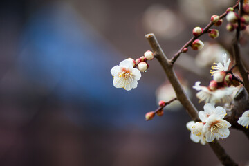 Flowers plum blossoming in spring
