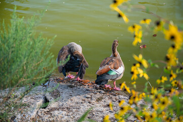 The beautiful and colorful ducks on the ground in the park