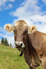 Cattle in the European Alps. Tyrol. Austria