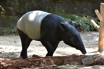 Malayan tapir walking on the ground