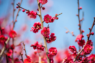 Flowers plum blossoming in spring