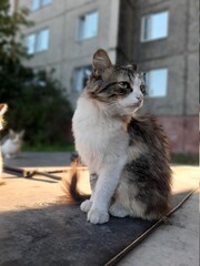бездомная кошка