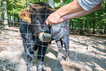 A black calf behind a wire fence