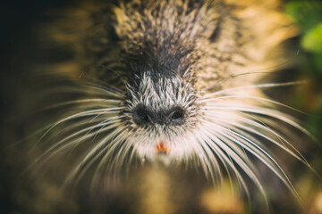 The coypu (Myocastor coypus), large brown rodent , detail portrait, wild scene from nature, Slovakia.