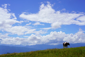 Cows are eating grass on the ranch against the deep blue sky