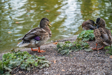 The beautiful and colorful ducks on the ground in the park