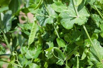 suger pea plant with pods in the garden.